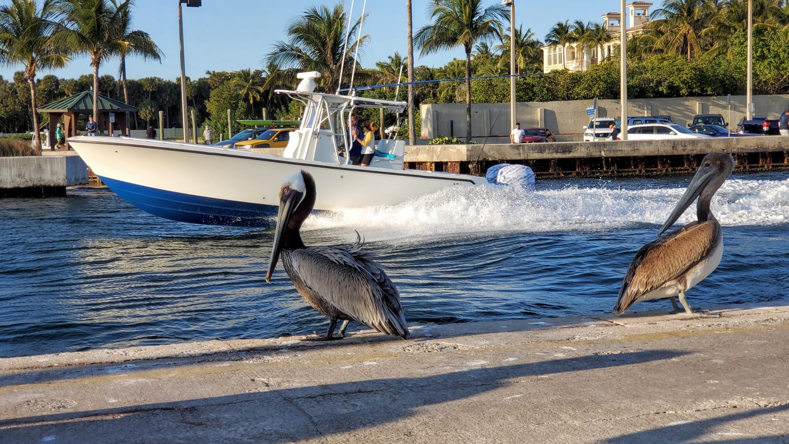 inlet birds